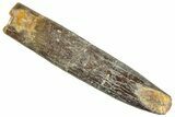 Fossil Sauropod Dinosaur (Titanosaur) Tooth - Morocco #293696-1
